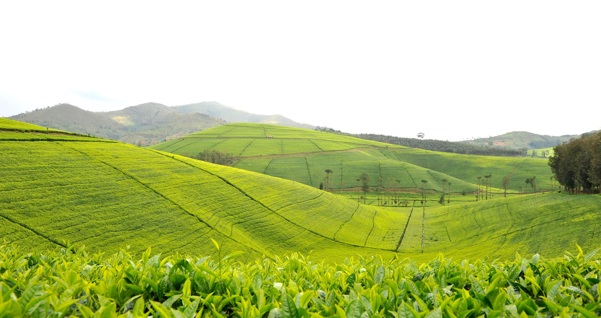 Rwanda: tea plantation of Mata