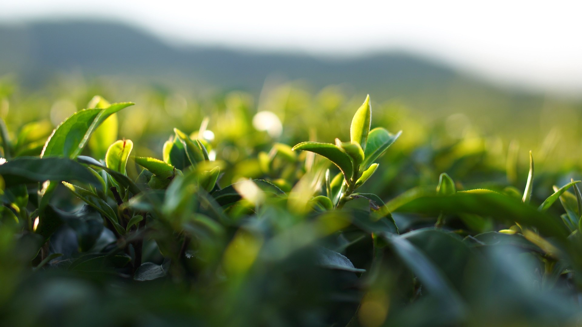 Fresh Green tea tree leaves in eco herbal farm. Tree tea plantations in morning sun light. Freshness herbal green natural garden farmland. Drinking organic relax heath plant. Green tea tree in farm.