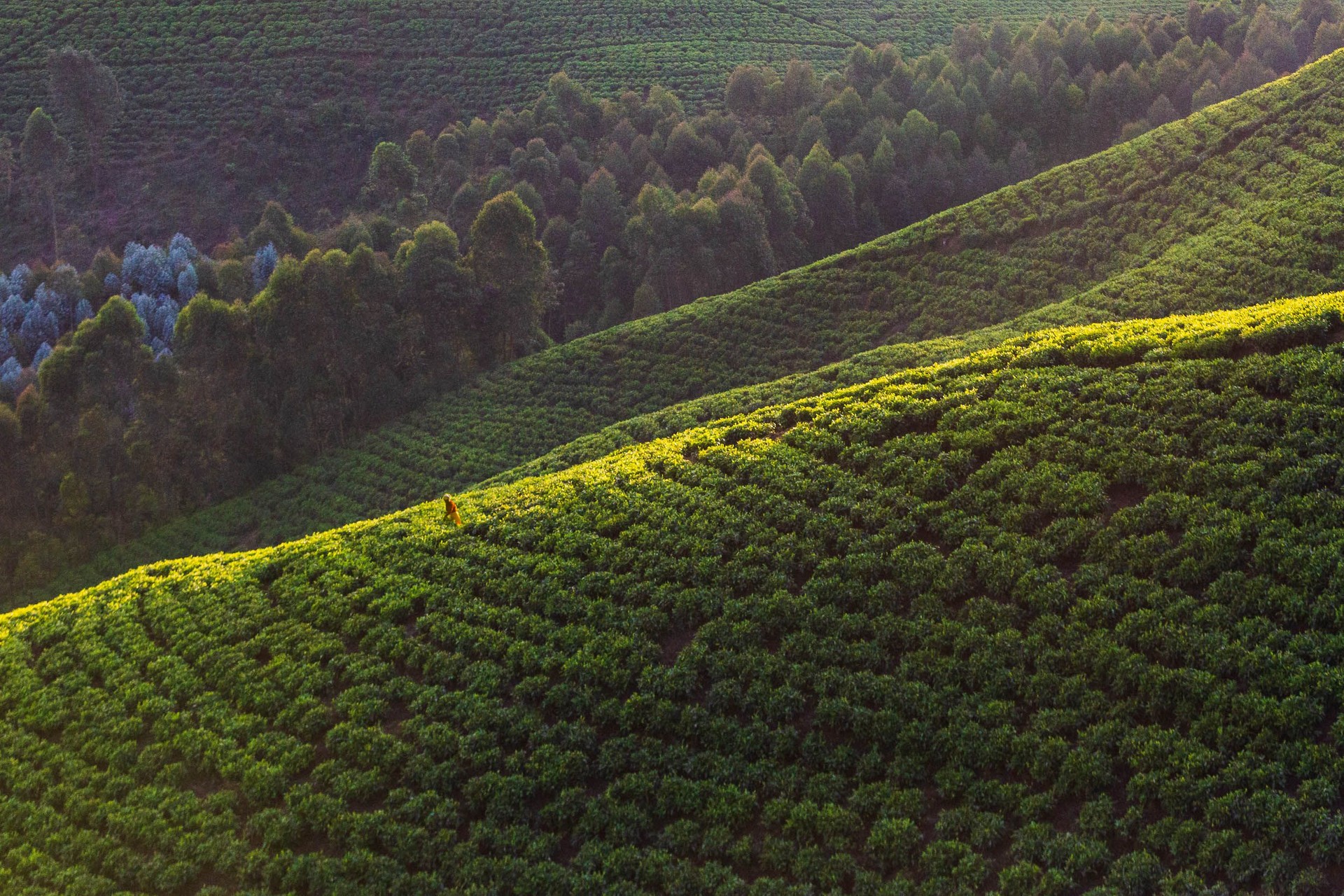 Woman works at tea plantation, Rwanda