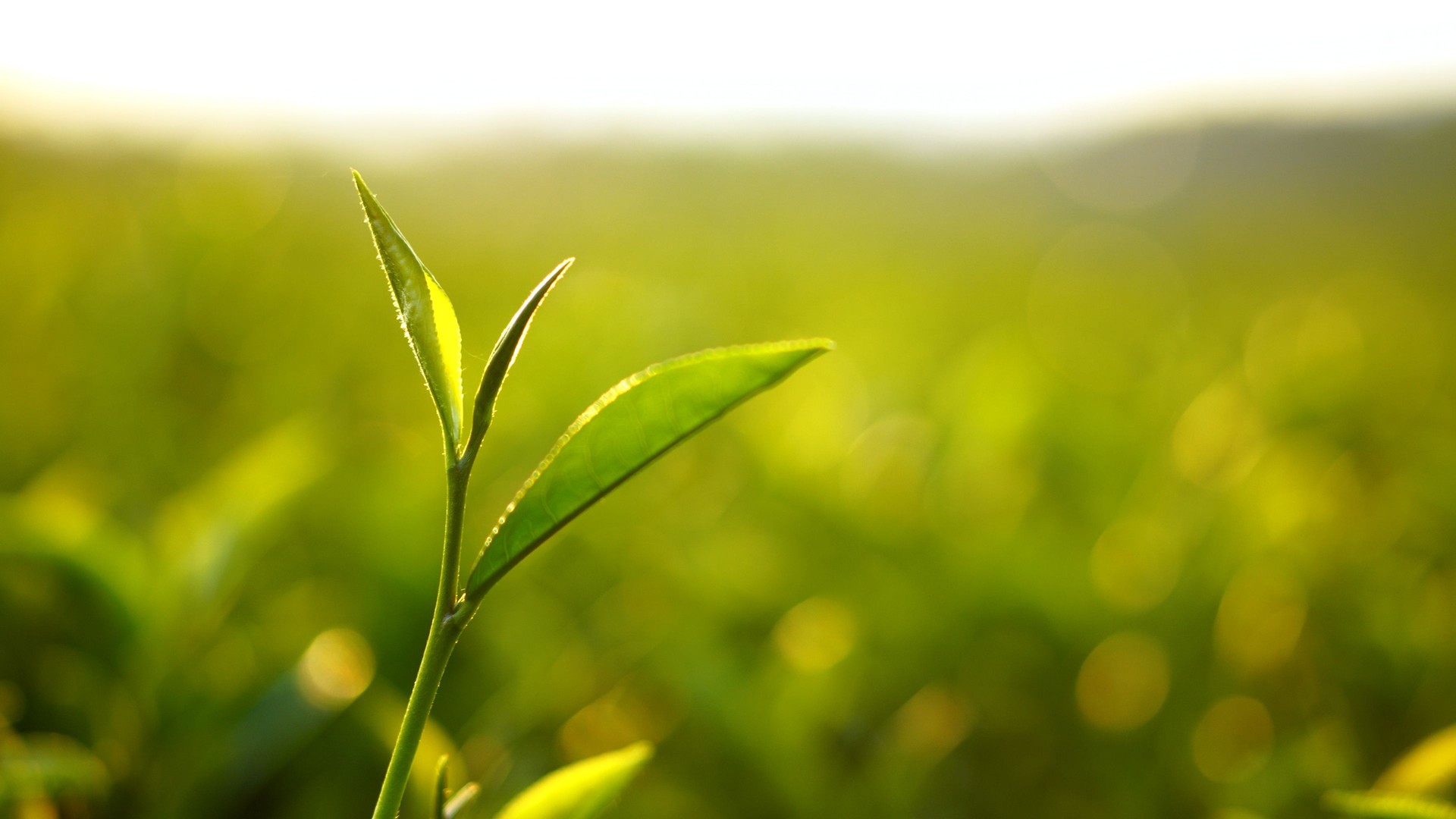 Fresh Green tea tree leaves in eco herbal farm. Tree tea plantations in morning sun light. Freshness herbal green natural garden farmland. Drinking organic relax heath plant. Green tea tree in farm.